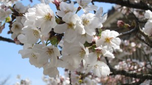 IMG_0581 桜