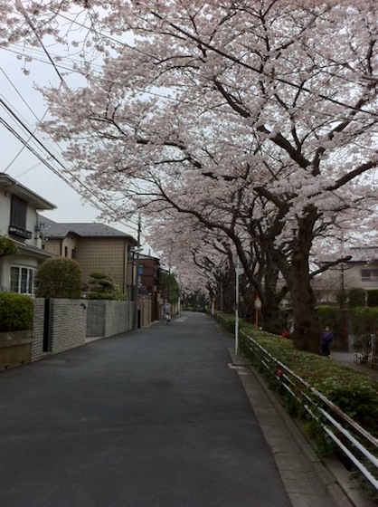 お花見