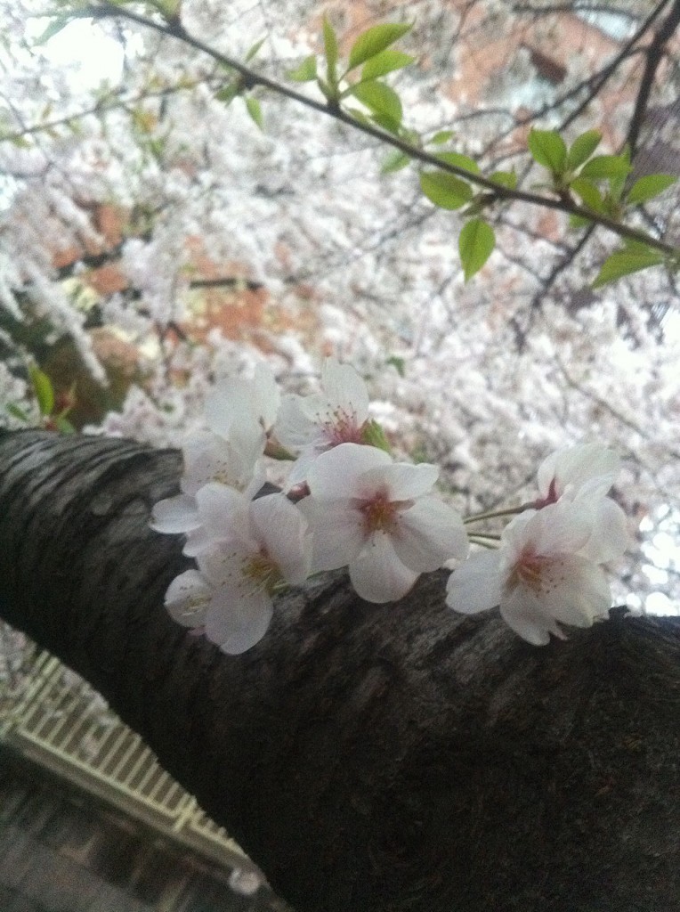 桜