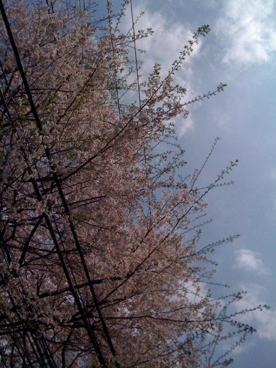 桜写真01