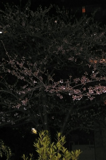 桜