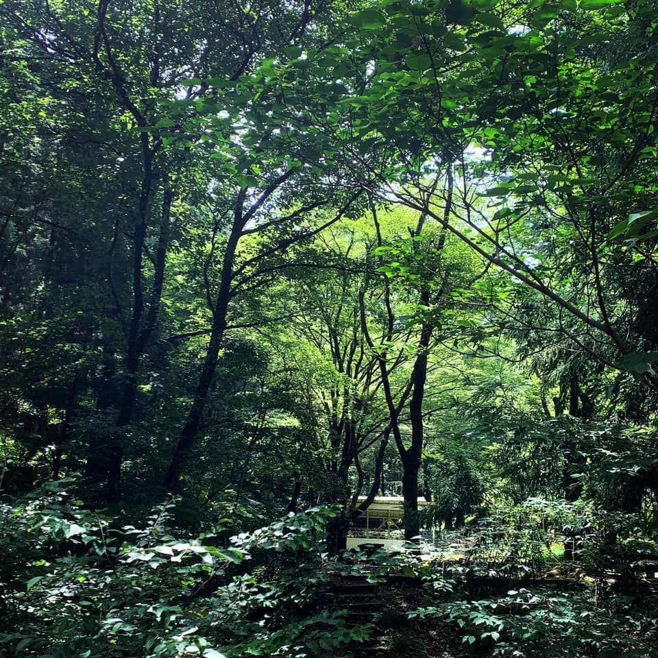 Fresh green leaves