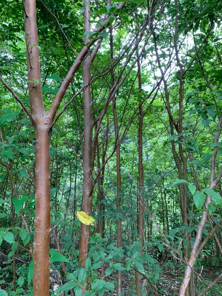 Stewartia  monadelpha