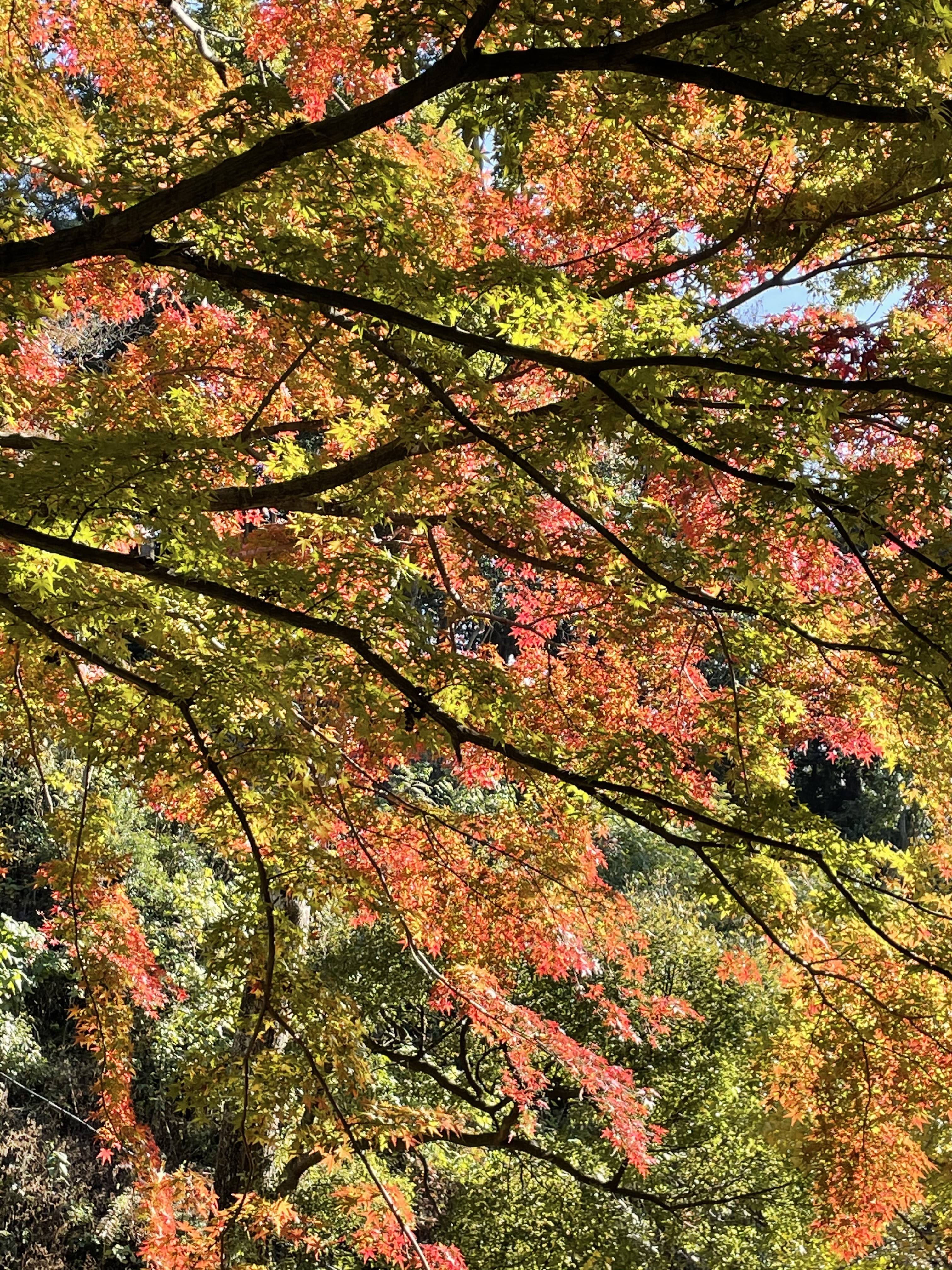 鎌倉紅葉ランニング