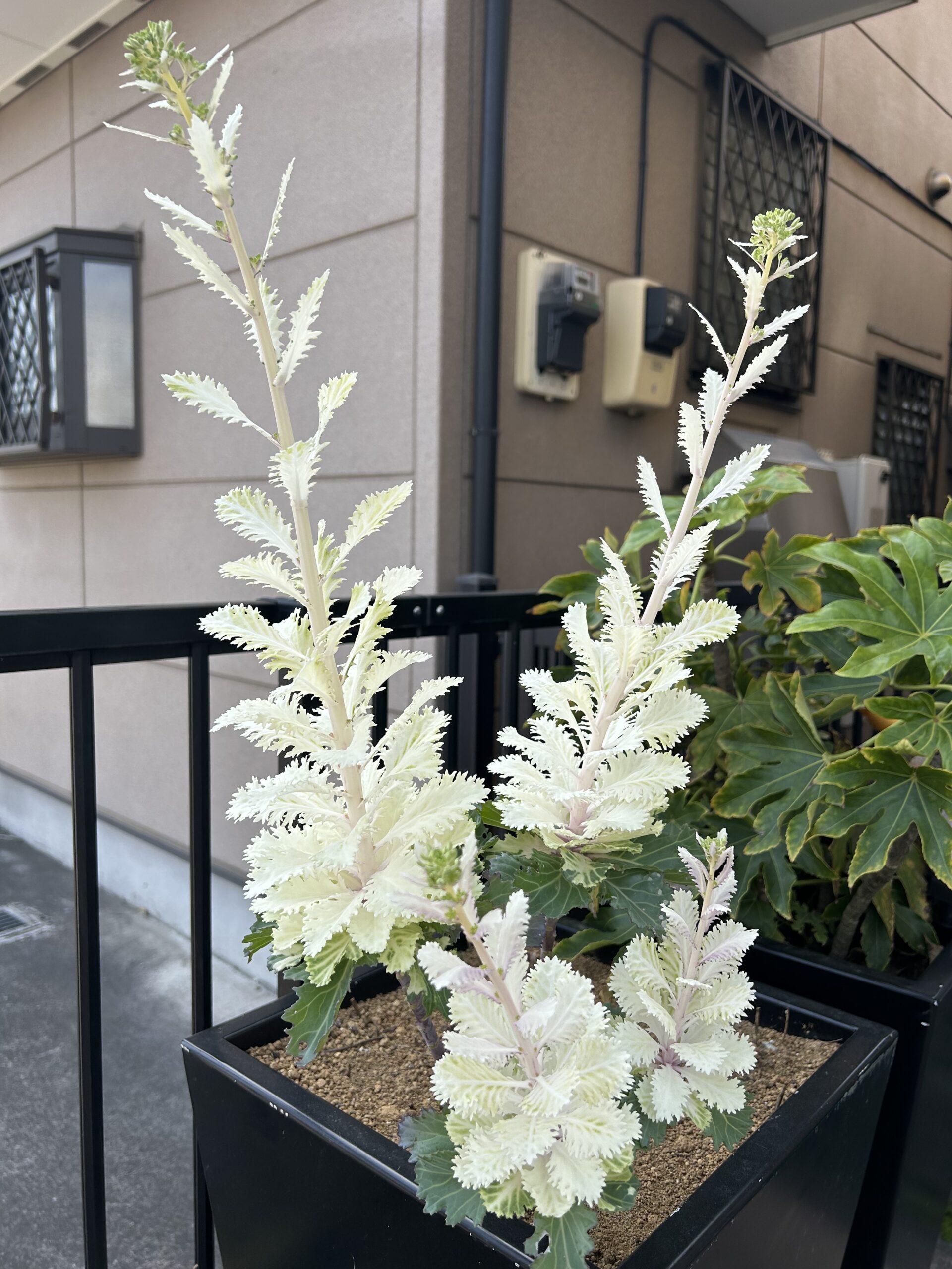 葉牡丹