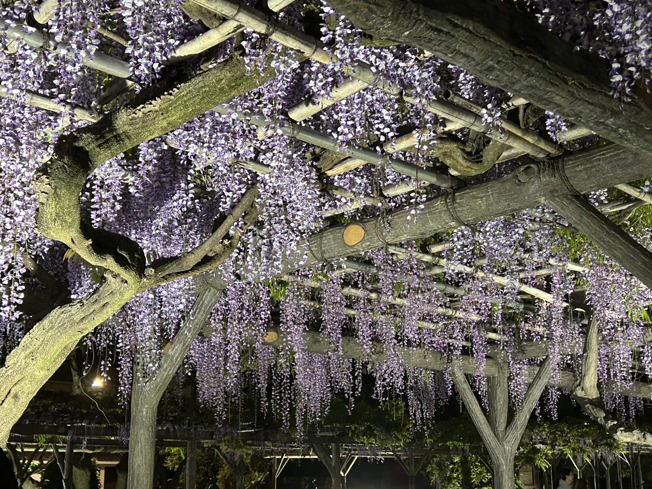 亀戸天神 藤棚